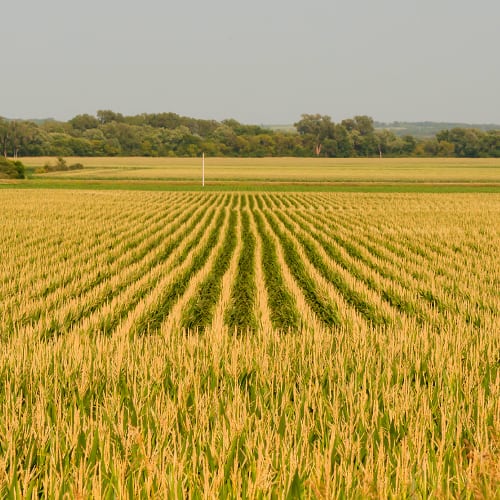 Iowa cornfields