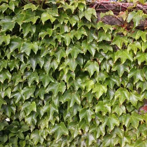English ivy on wall
