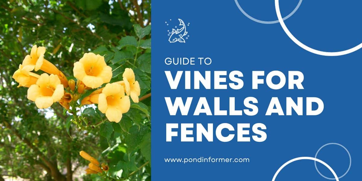 10 Best Vines for Walls and Fences (Top Climbers) Pond Informer