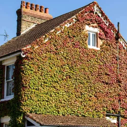 Vines on house wall