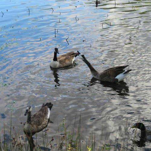 Canada geese in water