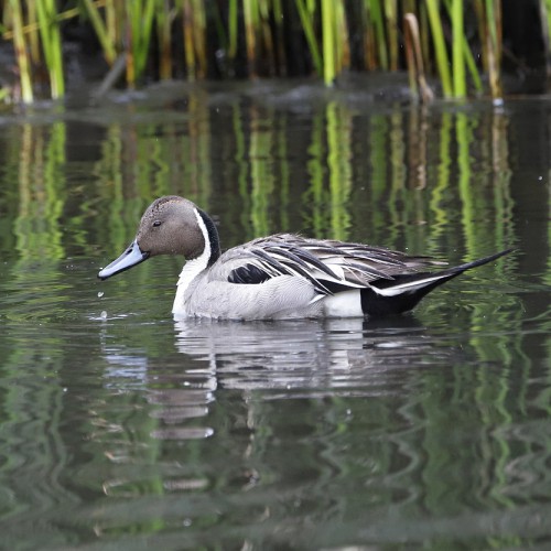 Northern pintail in water