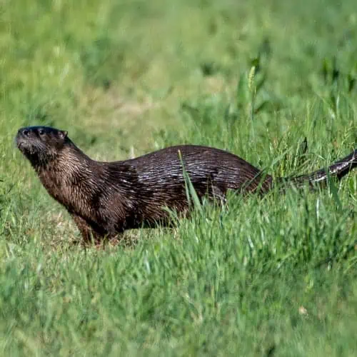 Otter Species in Arizona (ID + Pics) Pond Informer