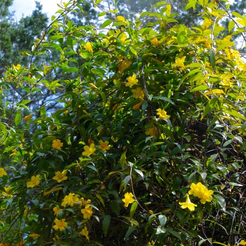 Carolina jasmine in bloom