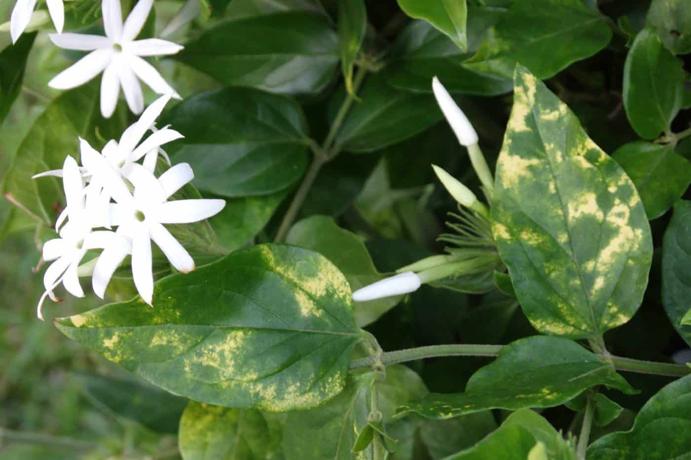 8 Best Flowering Vines for Shade (Shade Lovers) Pond Informer