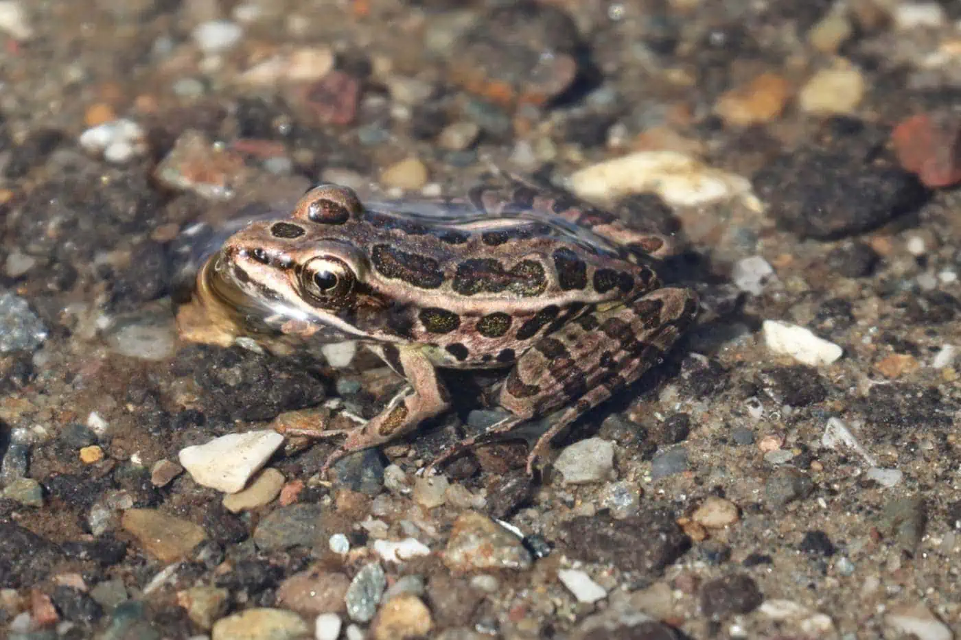 List of Frog Species in Connecticut (ID + Pictures) - Pond Informer