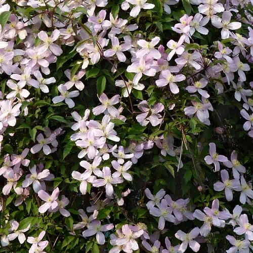 Mountain clematis flowers