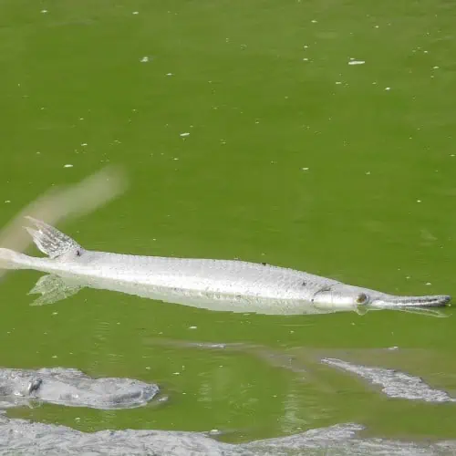 Alligator gar in water