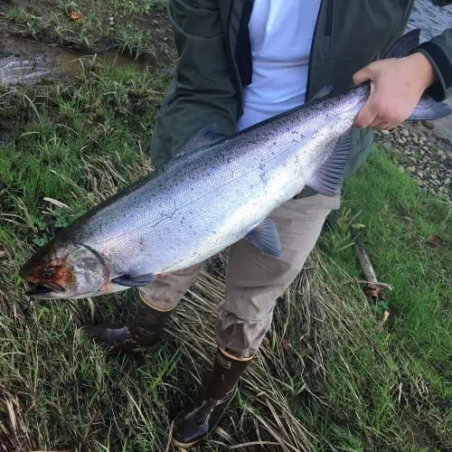 Person holding Chinook salmon