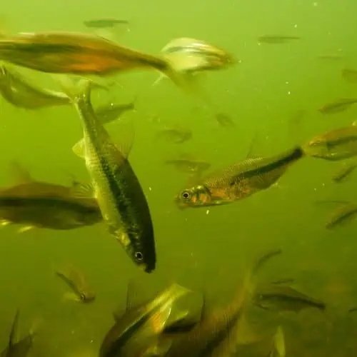 Golden shiners underwater