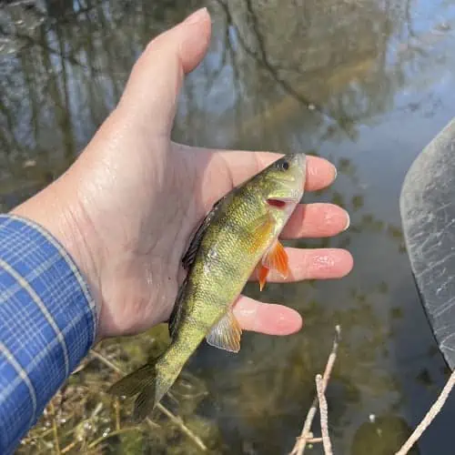 Yellow perch in hand
