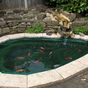 Image showcasing Goldfish Sitting at the Bottom of the Tank? (8 Reasons) - Pond Informer