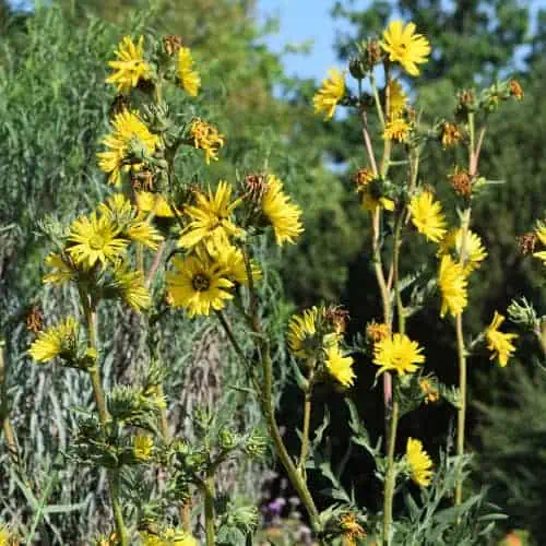 Compass plant in bloom