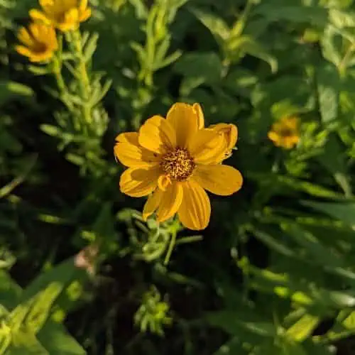 Prairie coreopsis flower