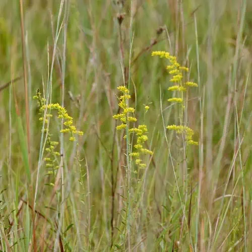 Prairie goldenrod flowers