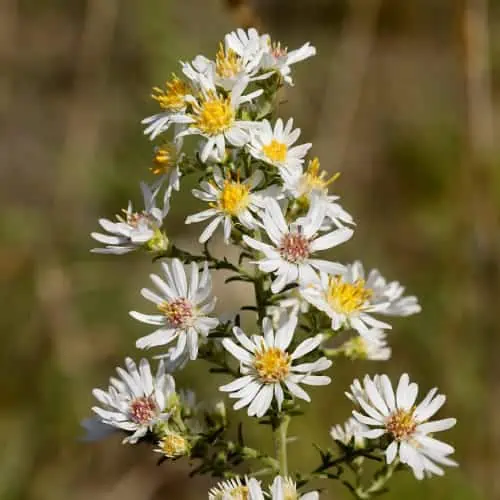 White heath aster flowers