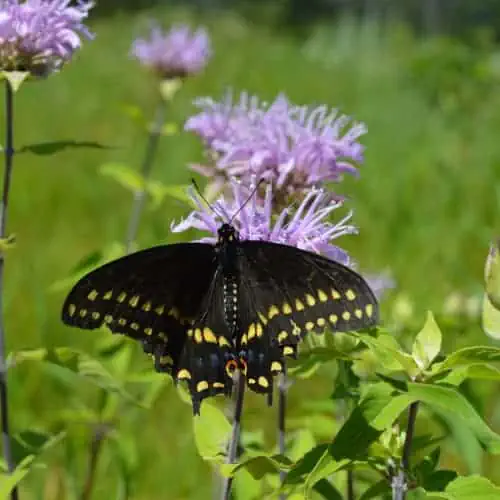 Black swallowtail butterfly on wild bergamot flower