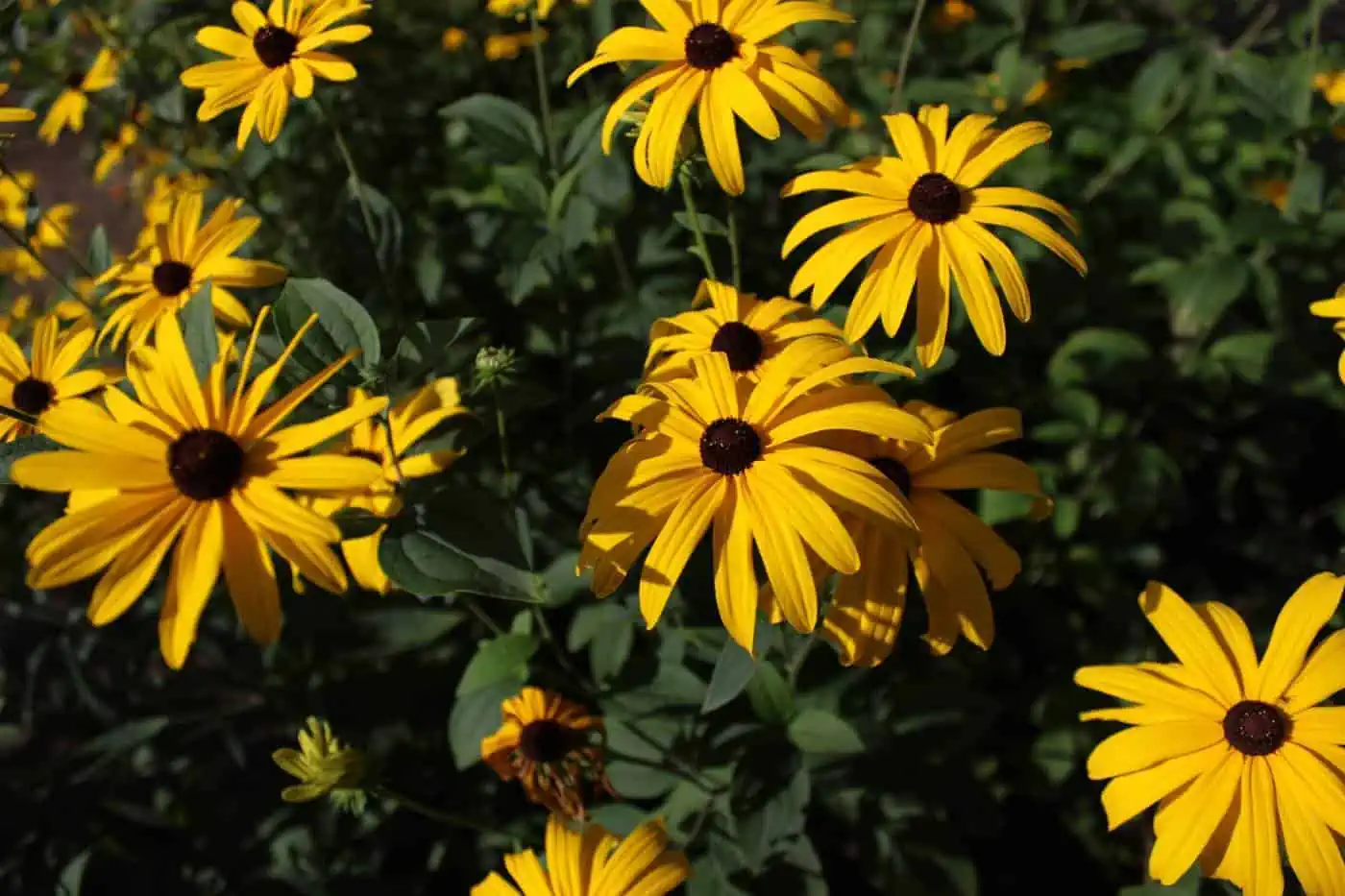 13 Native Flowers for Illinois [Top Species] Pond Informer