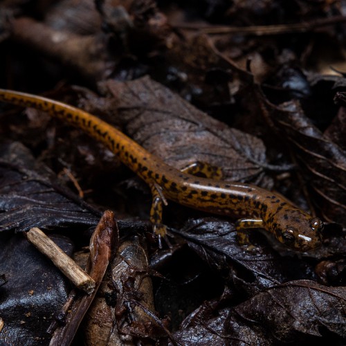Dark-sided salamander