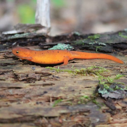 Eastern newt