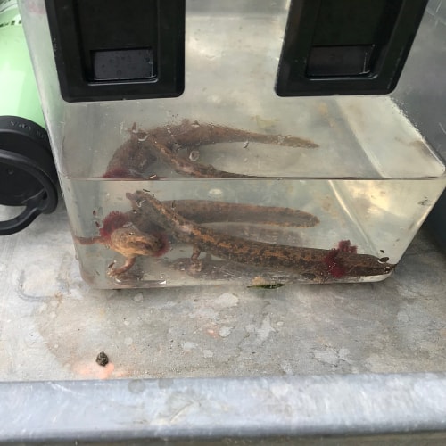 Red River mudpuppy