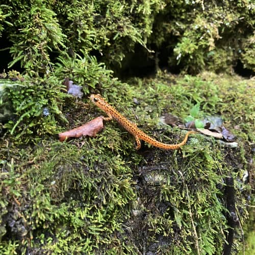 Cave salamander on moss