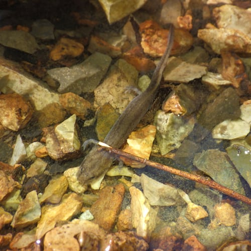 Western grotto salamander in water