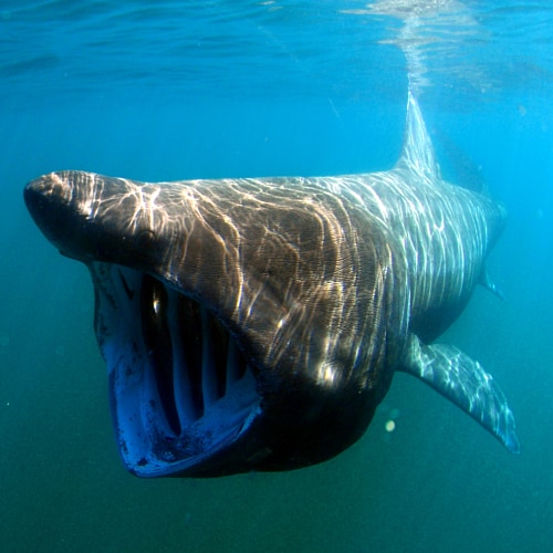 Basking shark with mouth open