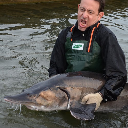 Man holding beluga sturgeon