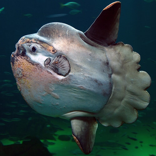 Ocean sunfish