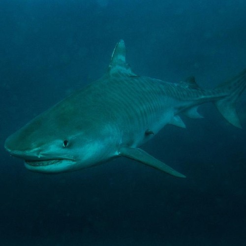 Tiger shark