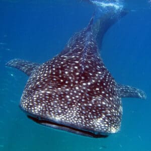 Top 15 Largest Fish to Ever Exist (Extinct & Living) - Pond Informer