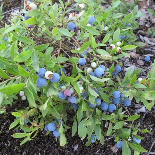 Low sweet blueberry fruits