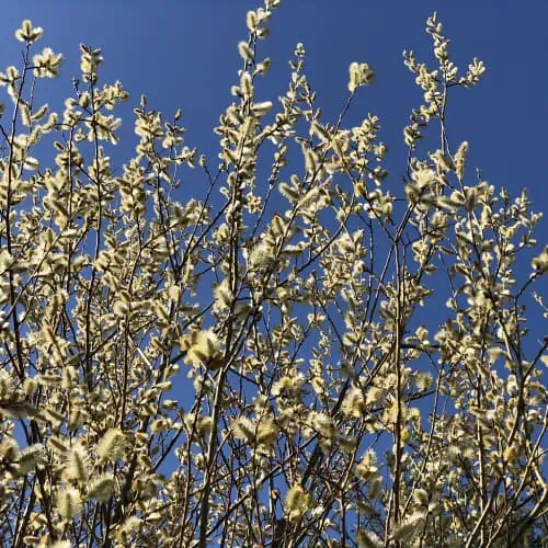 Pussy willow blooms