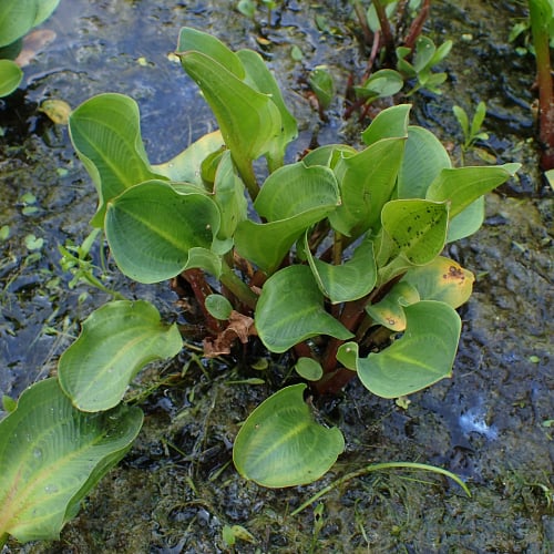 American water plantain