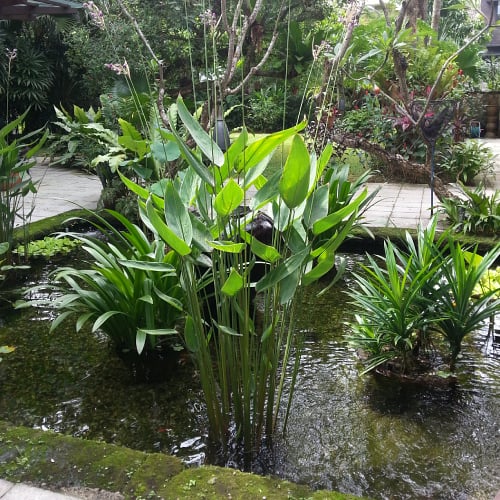 Hardy canna in pond