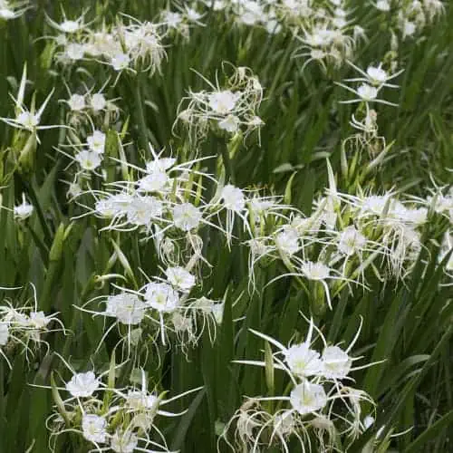 Western marsh spider lily in bloom