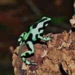Frog Intelligence Are Frogs Smart? (Frog Intelligence Explained) - Pond Informer