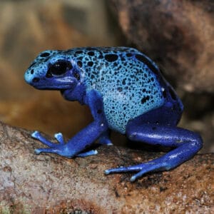Inteligent Frog Are Frogs Smart? (Frog Intelligence Explained) - Pond Informer