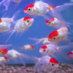 Are Goldfish Social Fish? (Explained) - Pond Informer