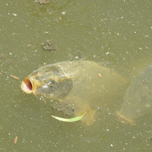Common carp feeding