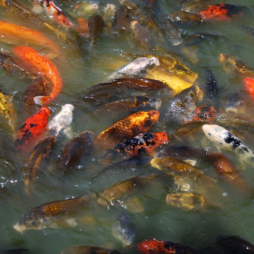 Shoal of koi