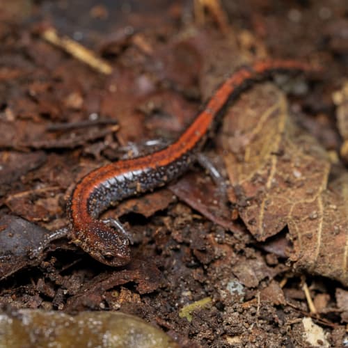 Eastern red-backed salamander