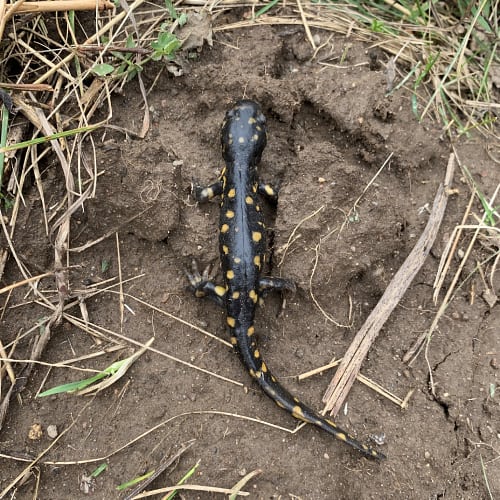 Tiger salamander