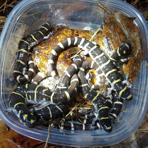 Group of ringed salamanders