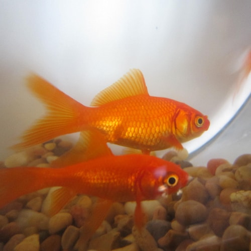 Goldfish at bottom of tank