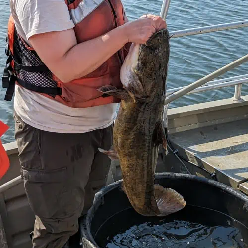 Person holding a large flathead catfish