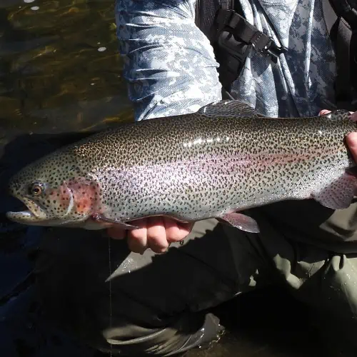 Person holding rainbow trout