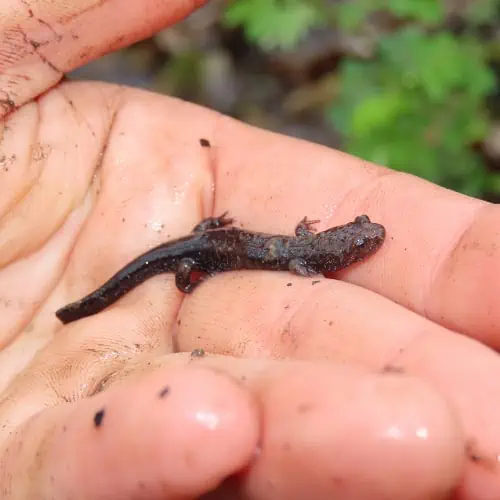 Allegheny Mountain dusky salamander in hand