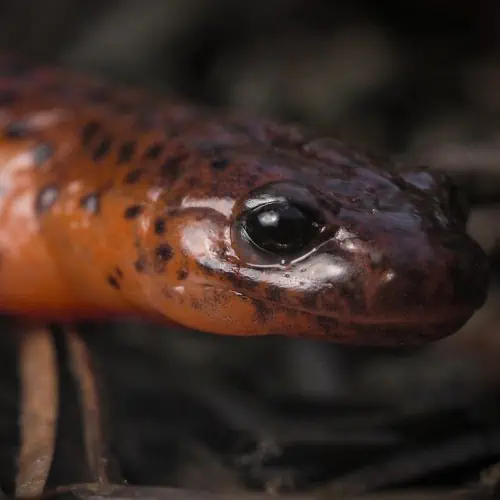 Eastern mud salamander